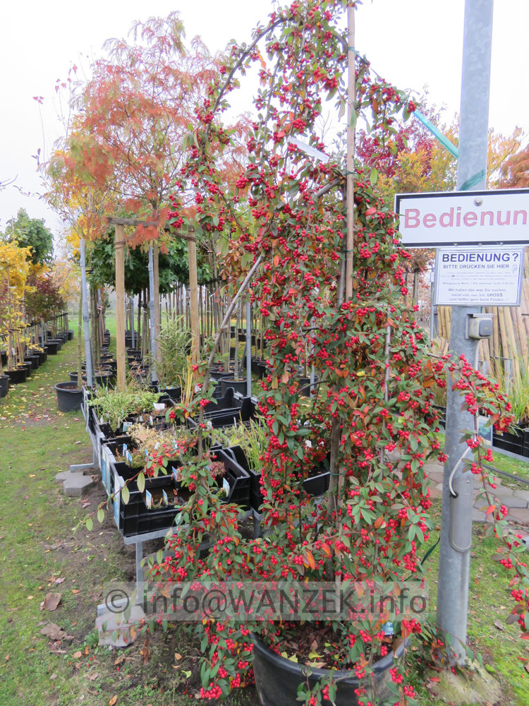 Cotoneaster Hybride Pendulus - Sol.JPG